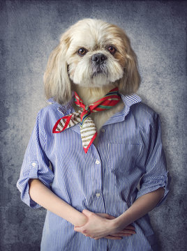 Cute dog shih tzu portrait, wearing human clothes, on vintage background. Hipster dog