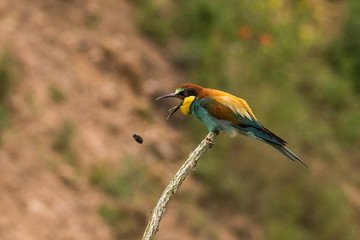 bee-eaters, Merops apiaster, sits on a branch, Bienenfresser