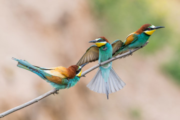 bee-eaters, Merops apiaster, sits on a branch, Bienenfresser
