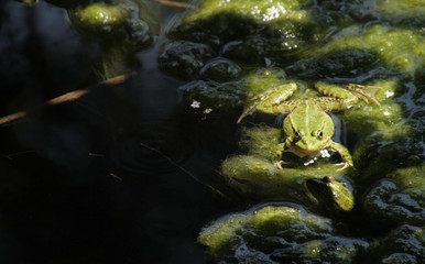 Frog in a sunny spot near a lake in Krka national park, Croatia