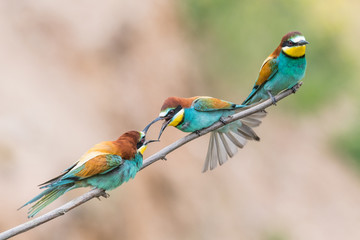 bee-eaters, Merops apiaster, sits on a branch, Bienenfresser