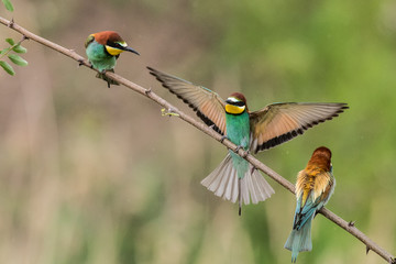 bee-eaters, Merops apiaster, sits on a branch, Bienenfresser