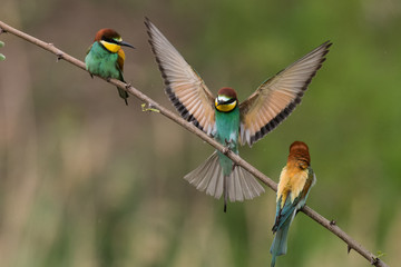 bee-eaters, Merops apiaster, sits on a branch, Bienenfresser