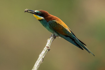 Obraz premium bee-eaters, Merops apiaster, sits on a branch, Bienenfresser