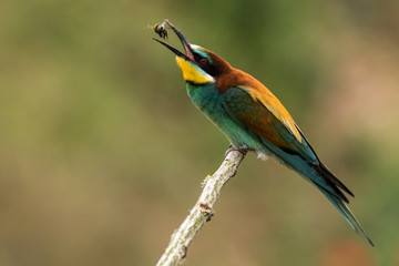 bee-eaters, Merops apiaster, sits on a branch, Bienenfresser