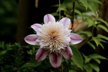 Clematis