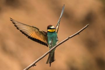 bee-eaters, Merops apiaster, sits on a branch, Bienenfresser