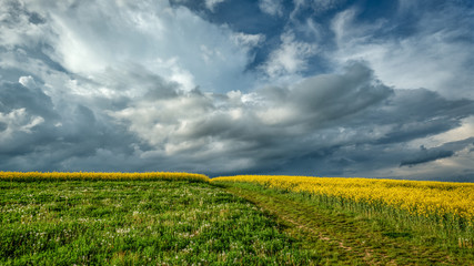 Rapsfeld mit bewölktem Himmel
