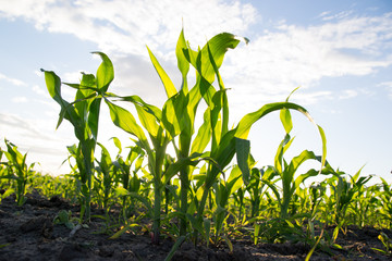 corn