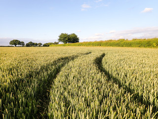 Winding vehicle tracks across field, Sarratt, Hertfordshire, UK