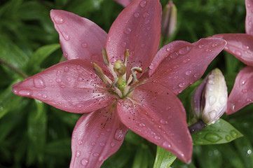 Pink lilly in the garden