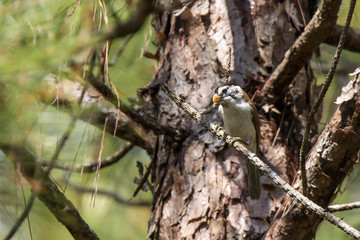 Black-headed Parrotbill (Psittiparus margaritae)