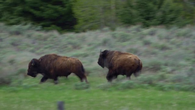 Bison herd running through sagebrush in the Wyoming landscape.