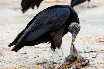 Fototapeta premium Vultures 