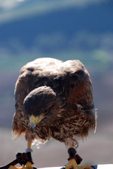 AVES REPACES