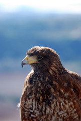 AVES REPACES