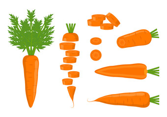 Vector illustration. Isolated carrots with leaves and slices carrots on a white background.