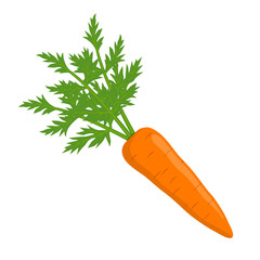 Vector illustration. Isolated carrots with leaves on white background.