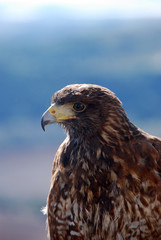 AVES REPACES