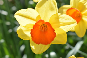 jardin des plantes de lille 