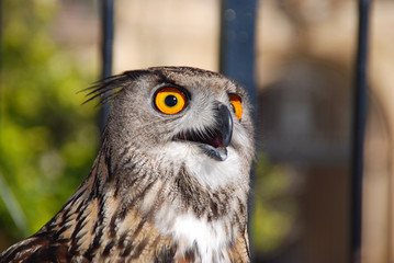BÚHO