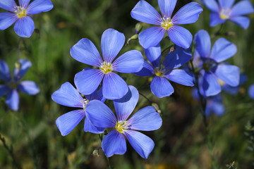 Flax flowers close-up