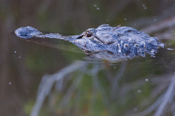 American alligator head on water surface