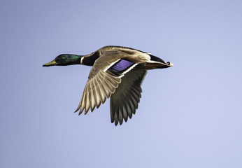 Mallard Duck in Flight