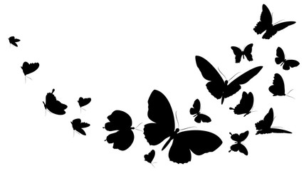 black butterfly, isolated on a white