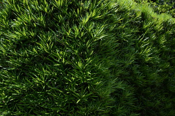 Hedge of the Yew plum pine