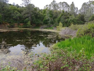 pond3