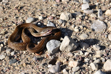 A small young brown common European viper,  vipera berus, this one has almost no visible skin pattern specific to vipers, can easily be confused with other, less dangerous snakes.