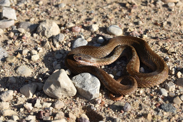 A small young brown common European viper,  vipera berus, this one has almost no visible skin pattern specific to vipers, can easily be confused with other, less dangerous snakes.