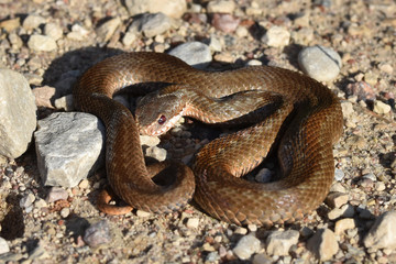 A small young brown common European viper,  vipera berus, this one has almost no visible skin pattern specific to vipers, can easily be confused with other, less dangerous snakes.