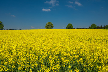 Obraz premium Rapsfeld