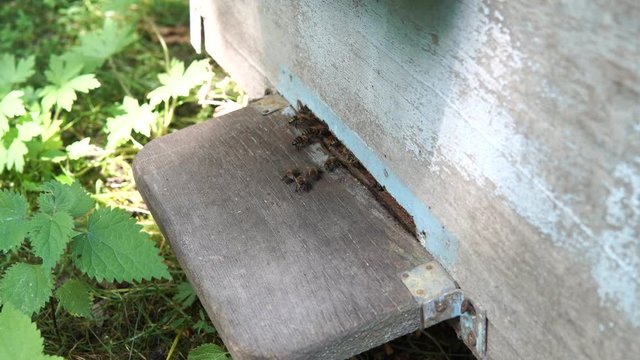 Honey bees swarming and flying around their beehive