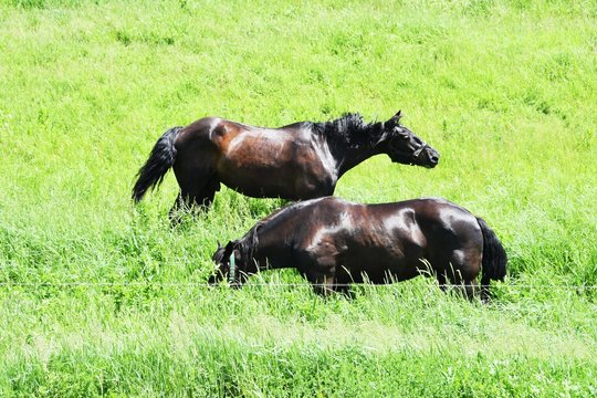 Two Black Horses