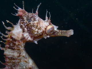 Obraz premium White's Seahorse Hippocampus whitei, White's Seepferdchen