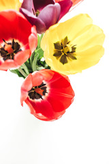 Colorful fresh tulips flowers bouquet on white background.