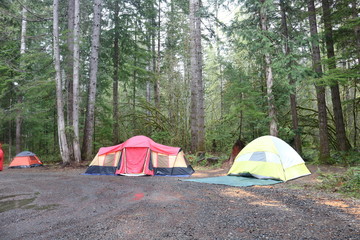 Two backpacks and tent under the pine forest, rain and sun.