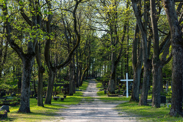 Fototapeta na wymiar Road leading through the old cemetery, nature looks fresh and green, soothing, relaxing view.