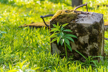 Ruined tombstone in an old abandoned cemetery, grave of an unknown person, fresh green grass, sunny day.