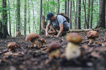 Man collect mushrooms in summer forest