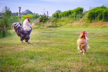 Rooster and chicken in a sunny morning meadow