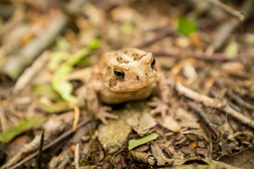 Eastern American Toad