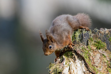 A red squirrel