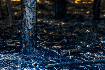 Young coniferous forest completely destroyed by forest fire, dark, dramatic view of burnt trees