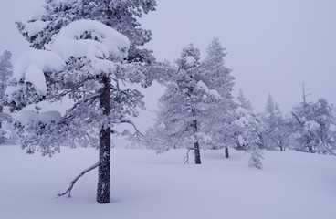 Norefjell / Norway: Bizarre trees in the mystic winter landscape in the fjell region on a foggy day in February