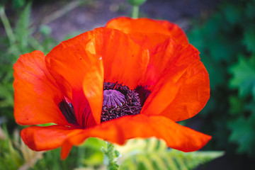 Fototapeta premium closeup of red poppy flower