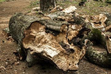 A log of big broken old beech wood closeup on the ground